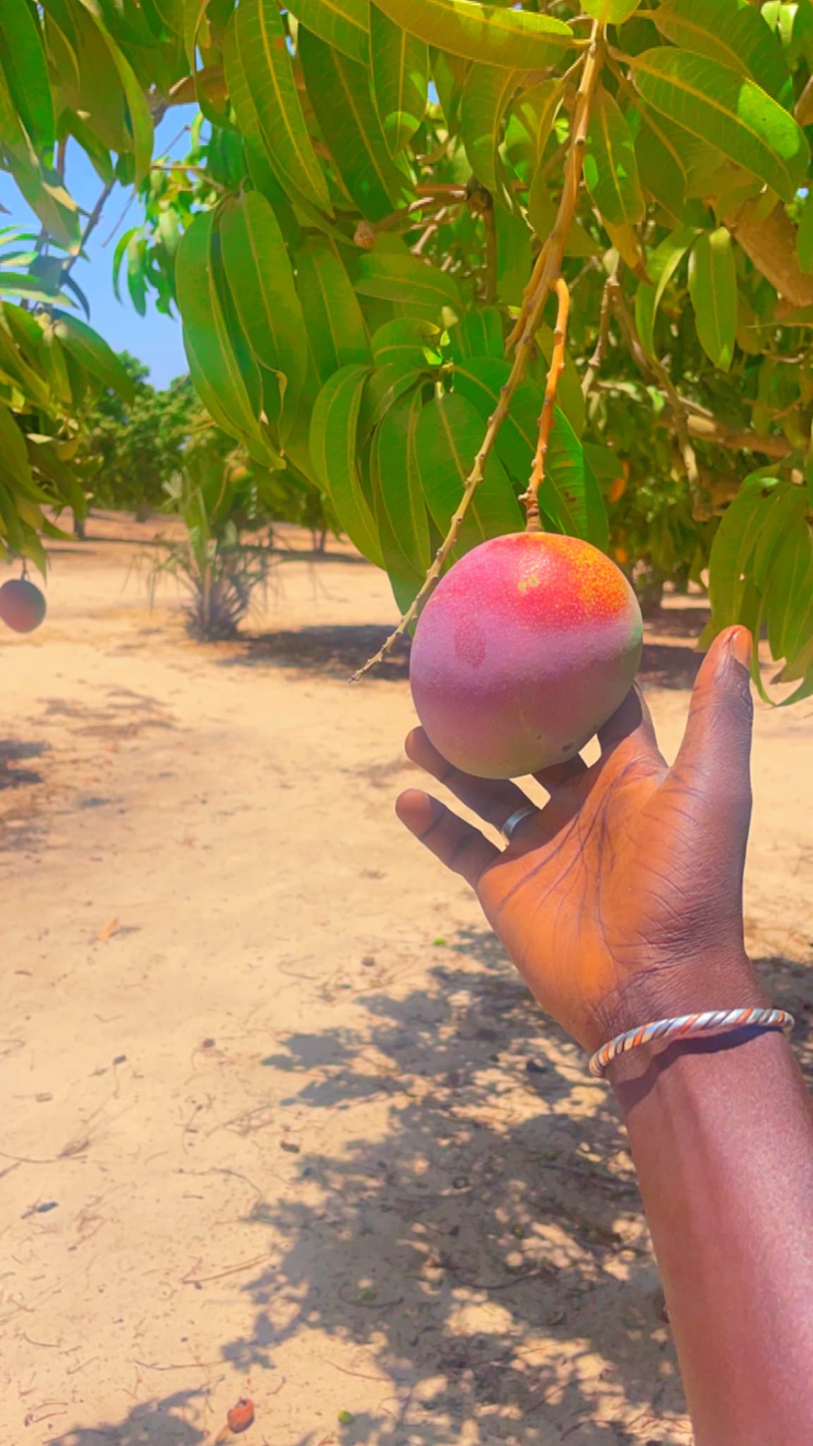 Mangue Déshydratée d'Afrique de l'Ouest – Récoltée à Pleine Maturité