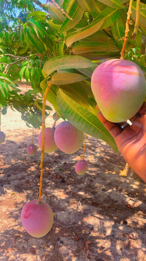 Mangue Déshydratée