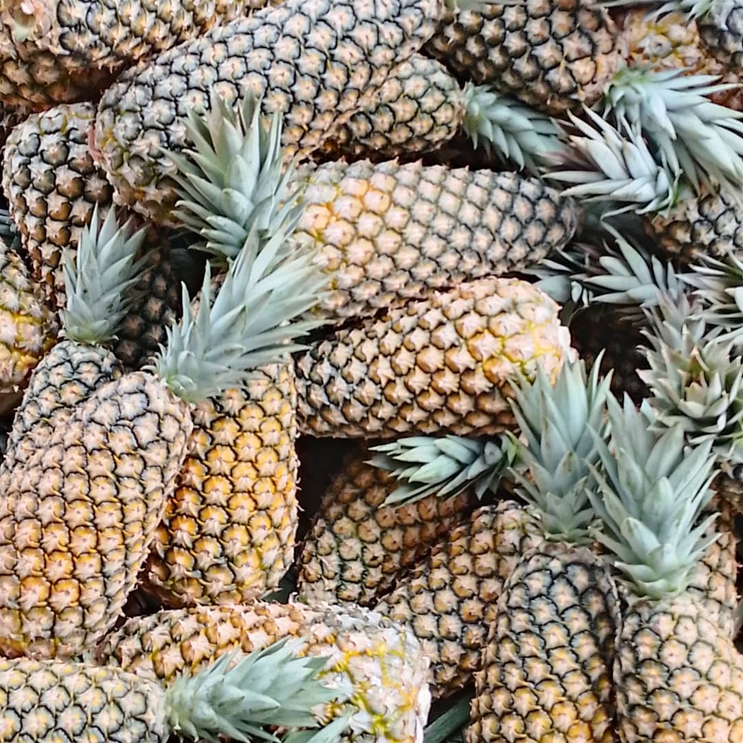 Ananas Pain de Sucre Déshydraté – Variété Rare du Bénin