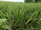 Ananas Pain de Sucre Déshydraté – Variété Rare du Bénin