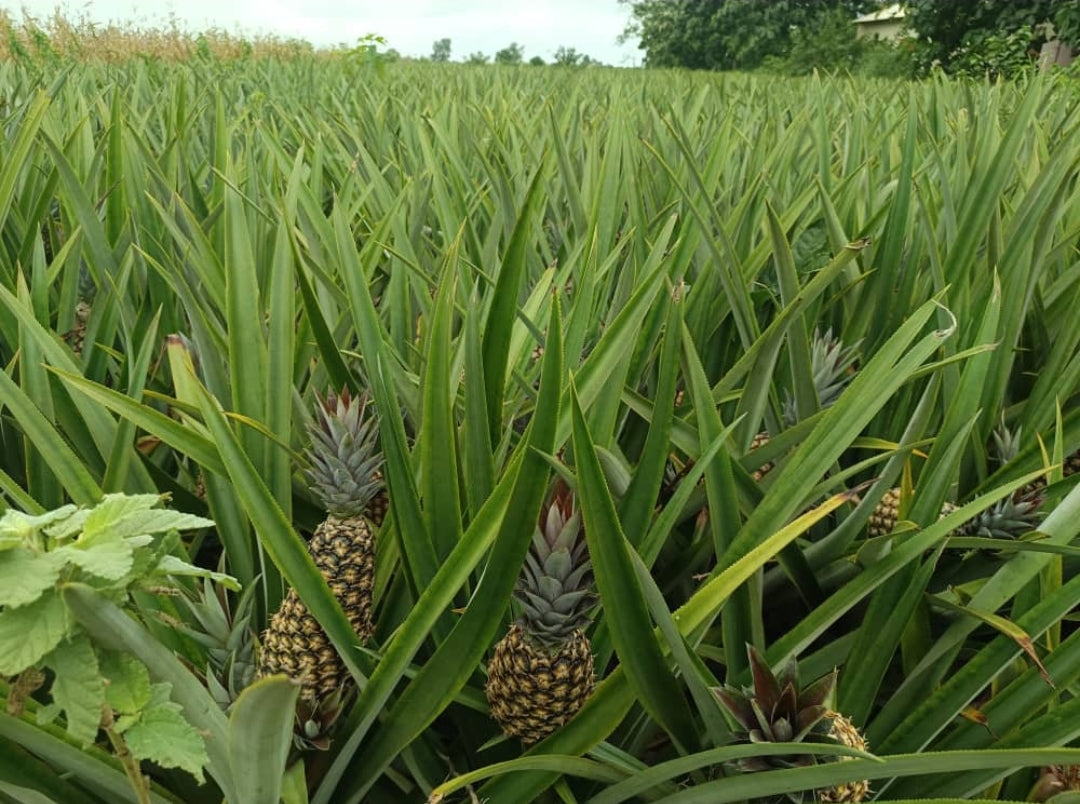 Ananas Pain de Sucre Déshydraté – Variété Rare du Bénin