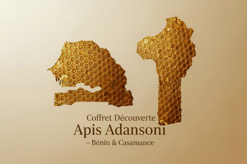 Coffret Découverte Apis Adansoni — Bénin & Casamance